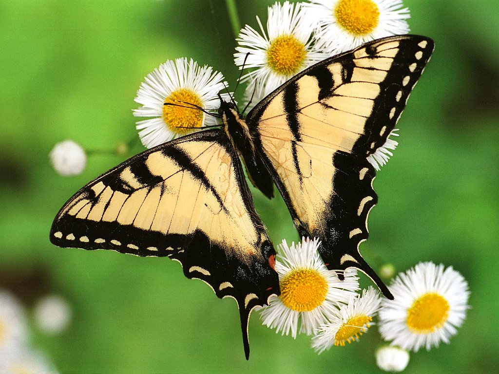 Tiger Swallowtail Butterfly